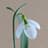 All Galanthus