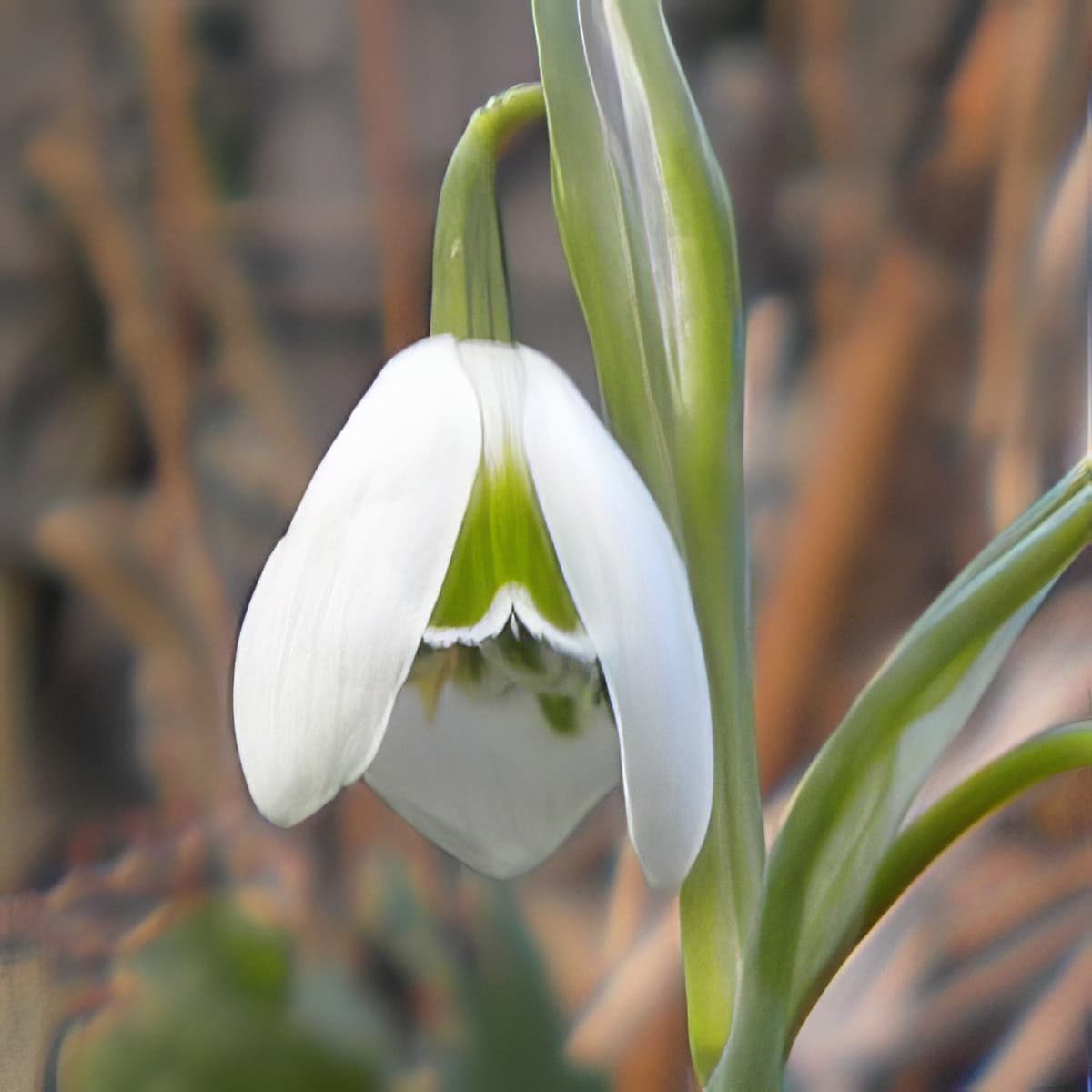 Galanthus Desdemona
