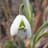 Double Snowdrops