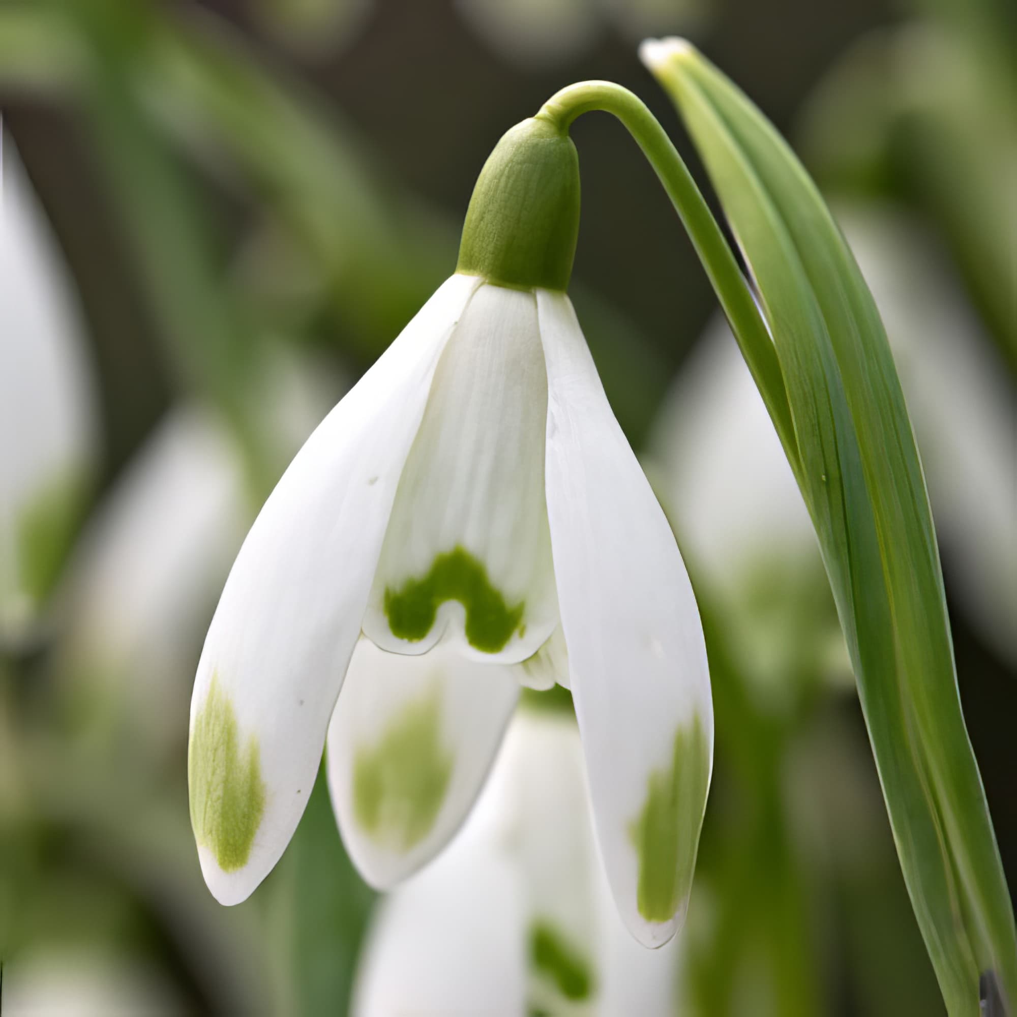 Galanthus Nivalis Viridapice