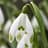 Galanthus Nivalis