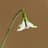 Galanthus Poculiformus