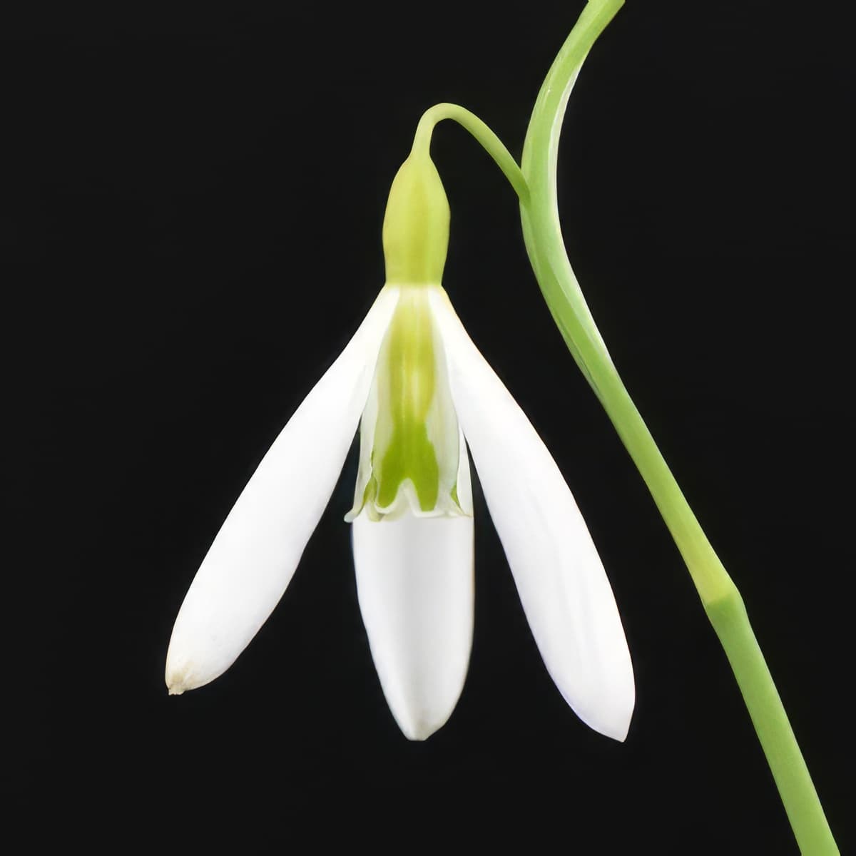 Galanthus Wasp
