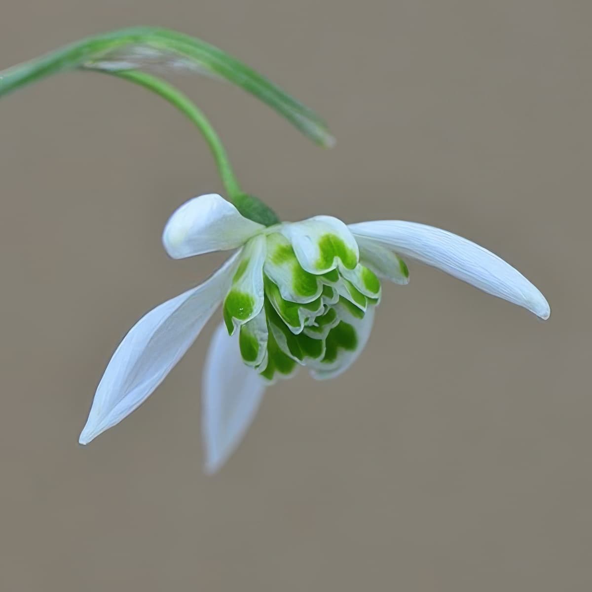 Galanthus Starling