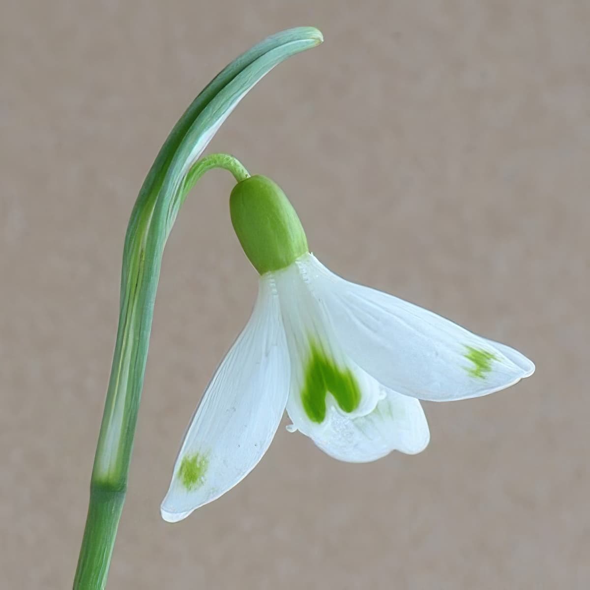 Galanthus David Baker