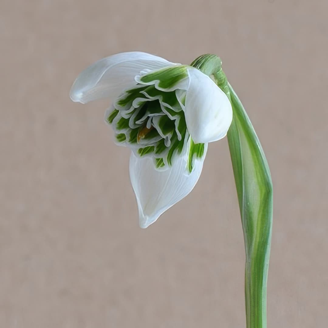 Galanthus Jaquenetta