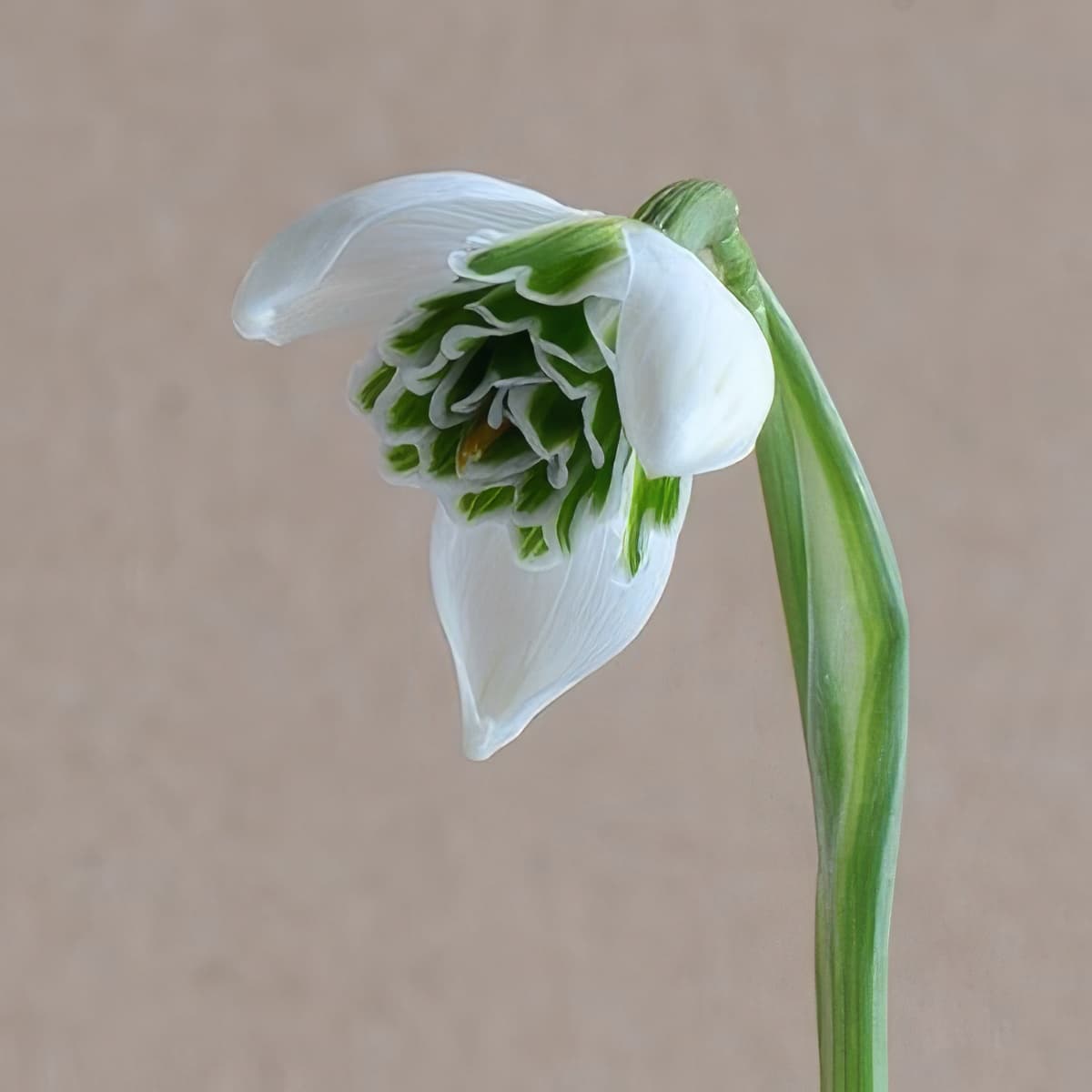 Galanthus Jaquenetta