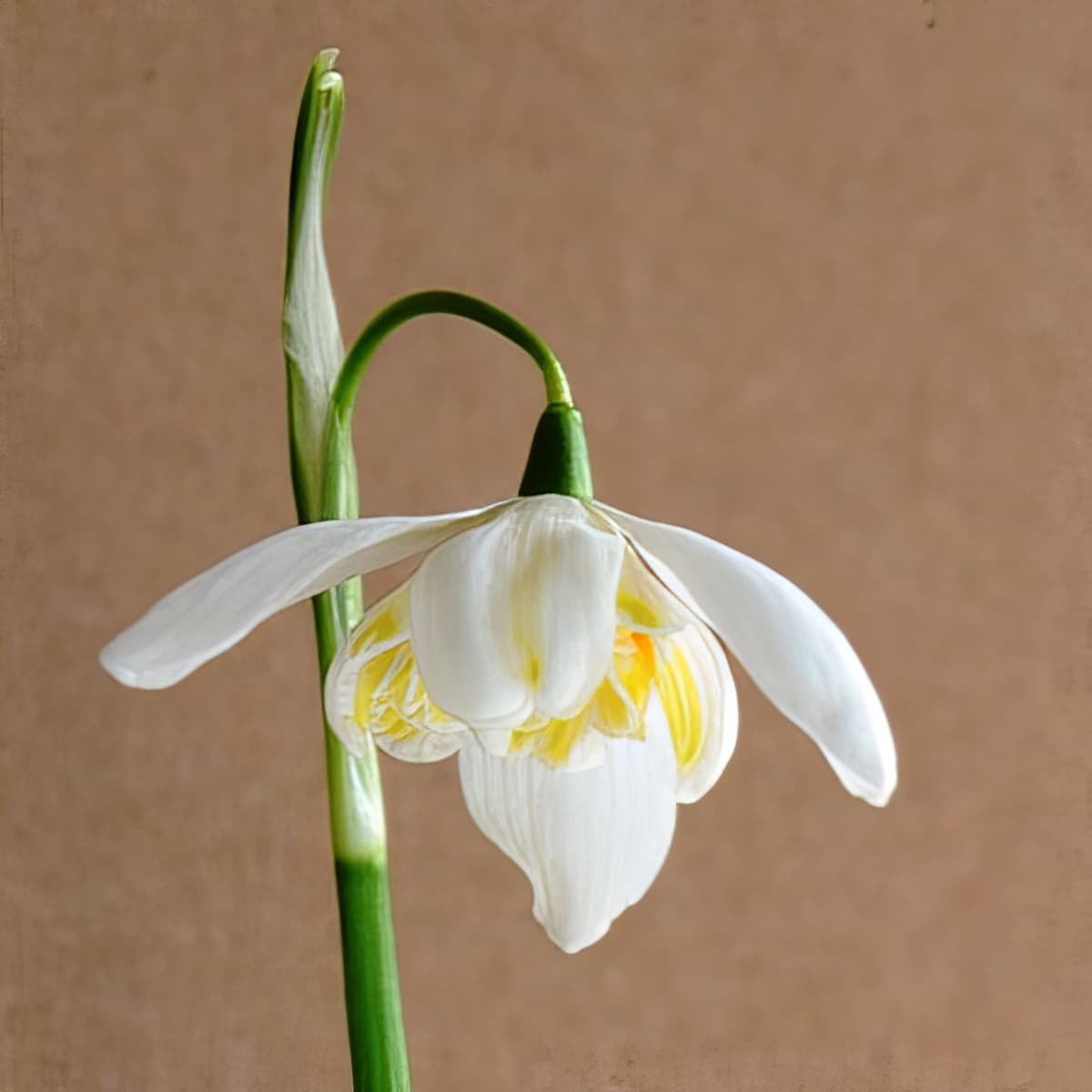 Galanthus Nivalis Lady Elphinstone