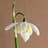 Yellow Snowdrops