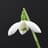 Galanthus Elwesii