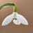 Galanthus Plicatus