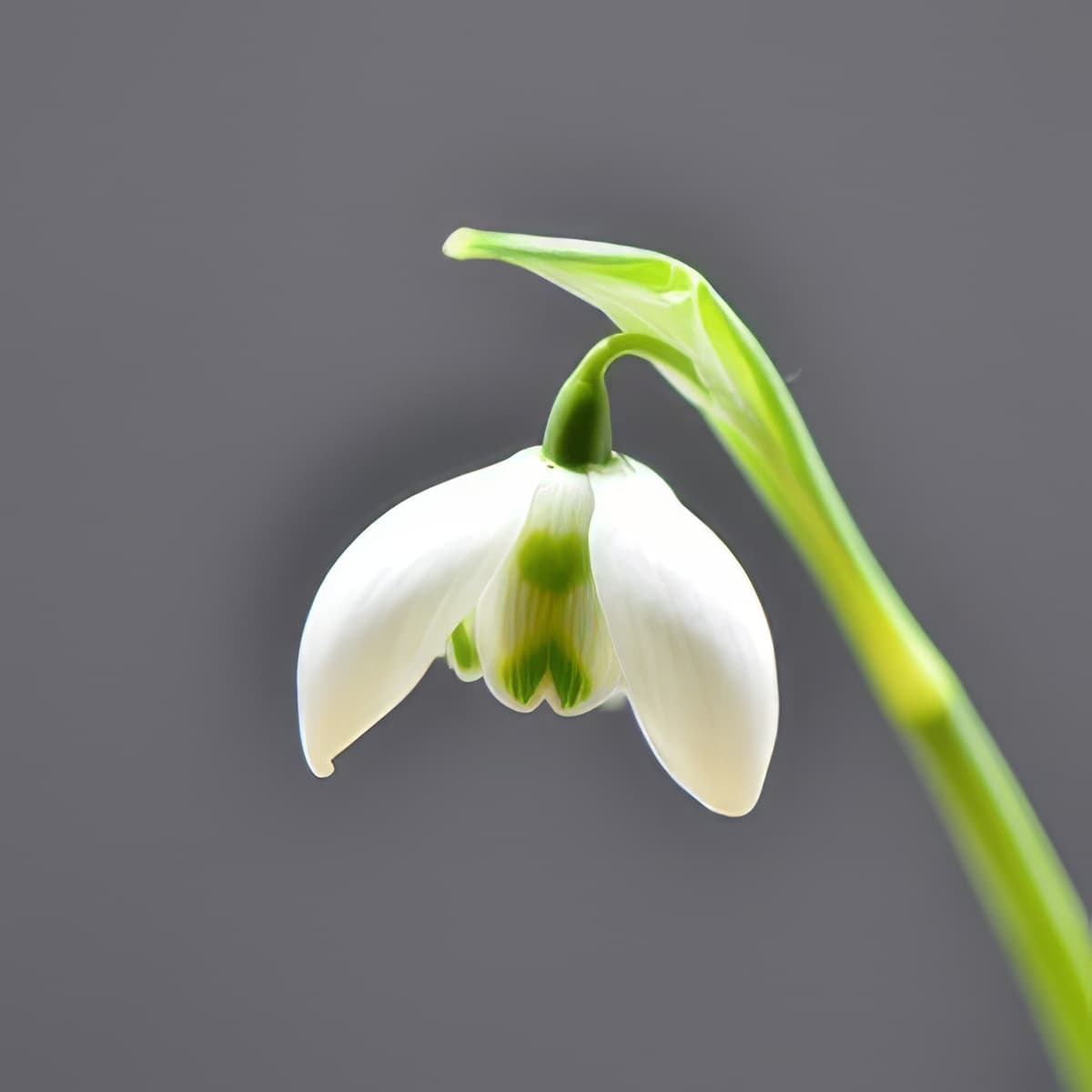 Galanthus Ailwyn