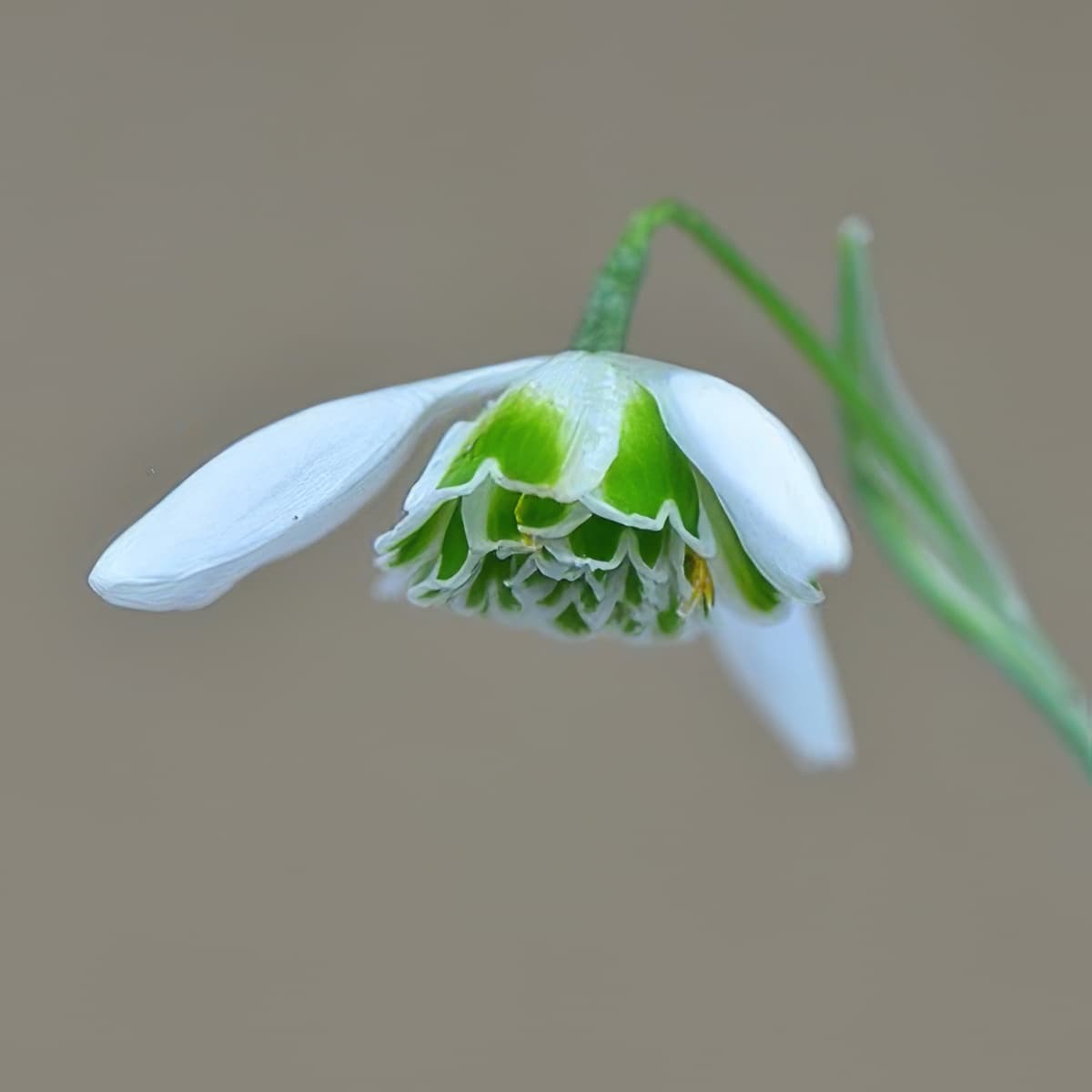 Galanthus Dionysus
