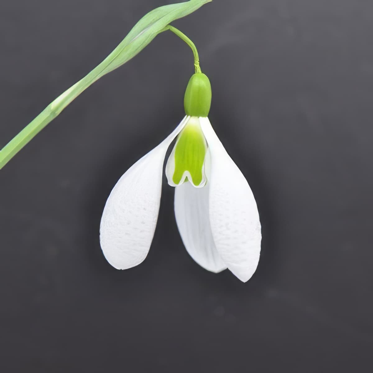 Galanthus Kew Green