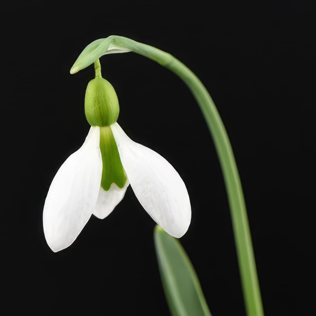 Galanthus Merlin