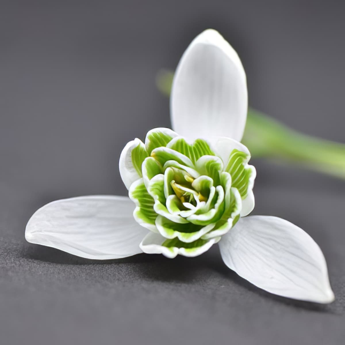 Galanthus Ophelia