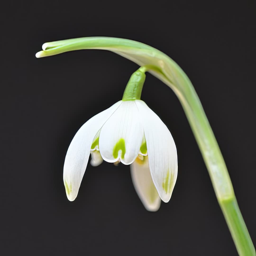 Galanthus nivalis Pusey Green Tips