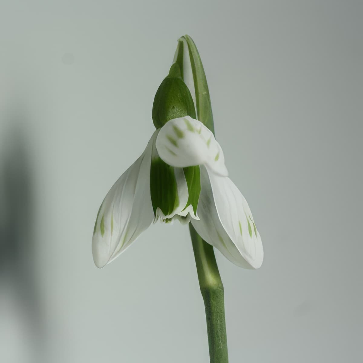 Galanthus Sprite