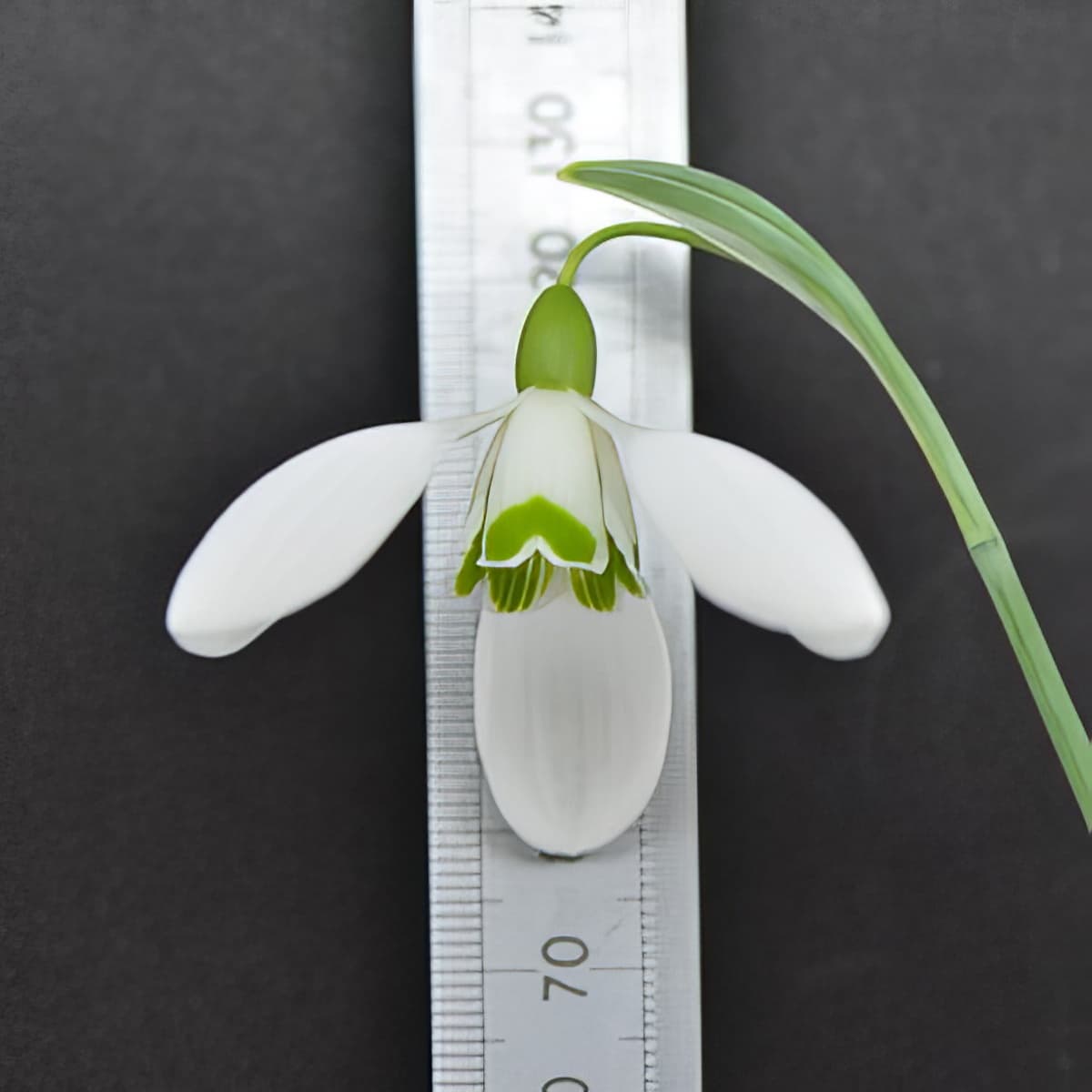 Galanthus Mighty Atom