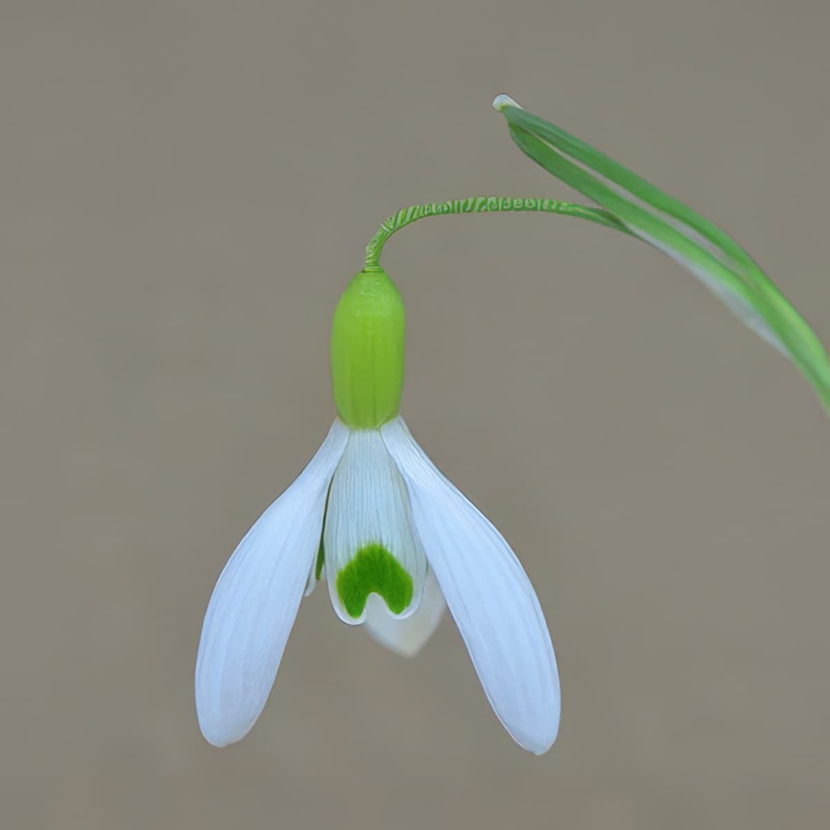 Galanthus Bankside