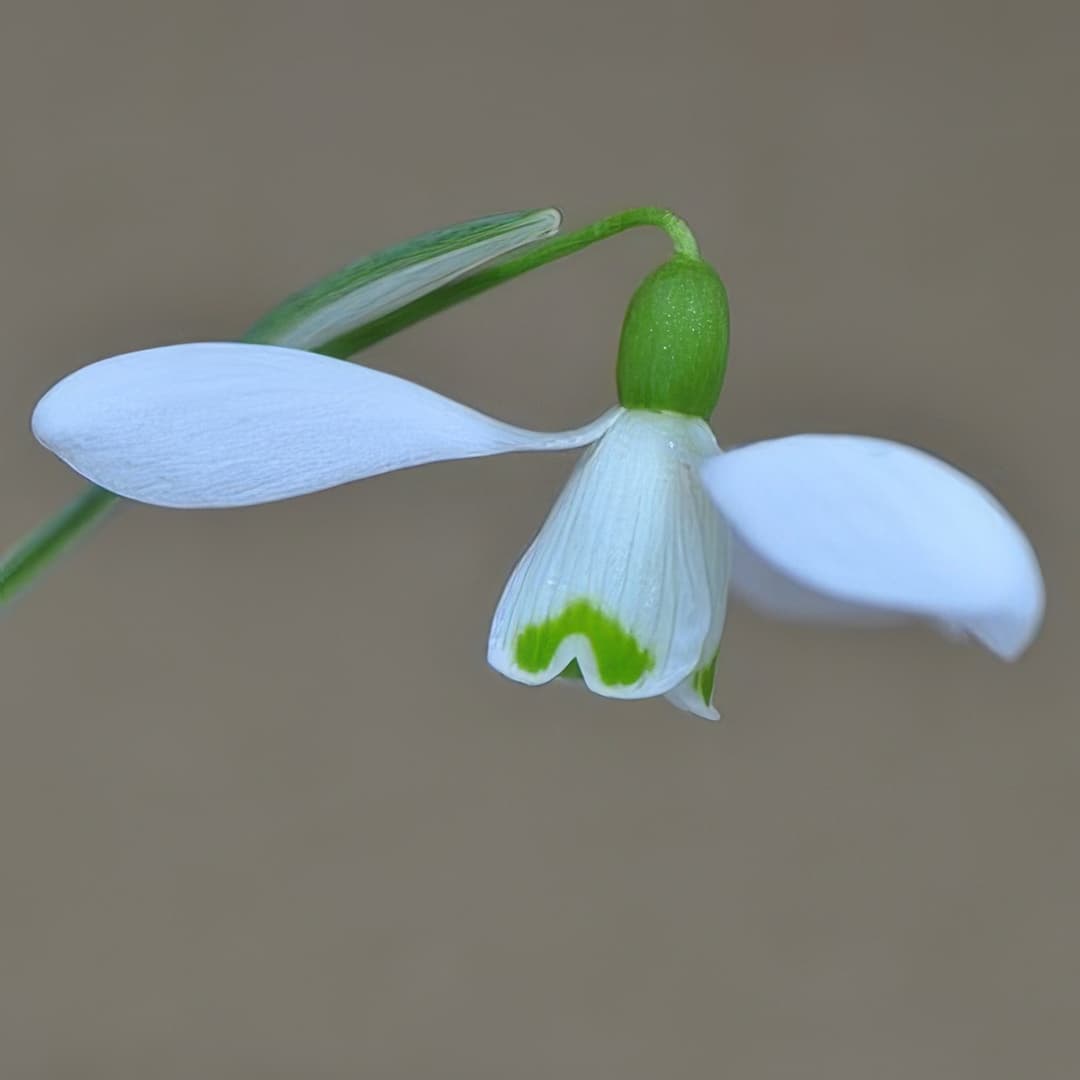 Galanthus Brenda Troyle