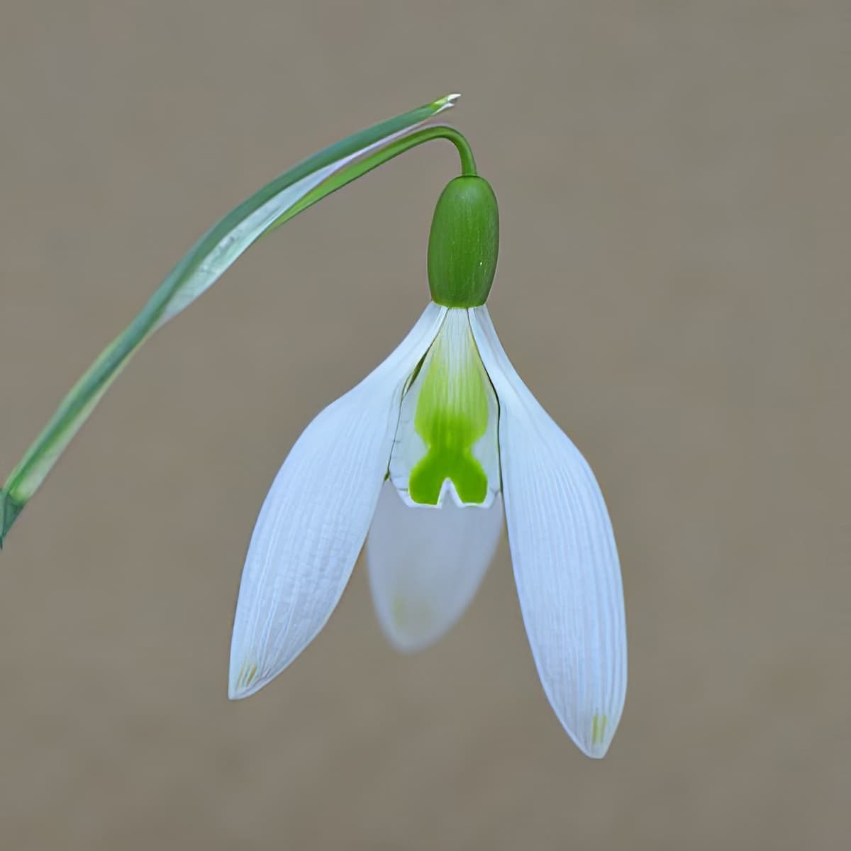 Galanthus Curly