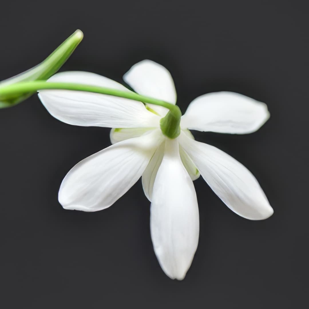 Galanthus nivalis Flocon de Neige