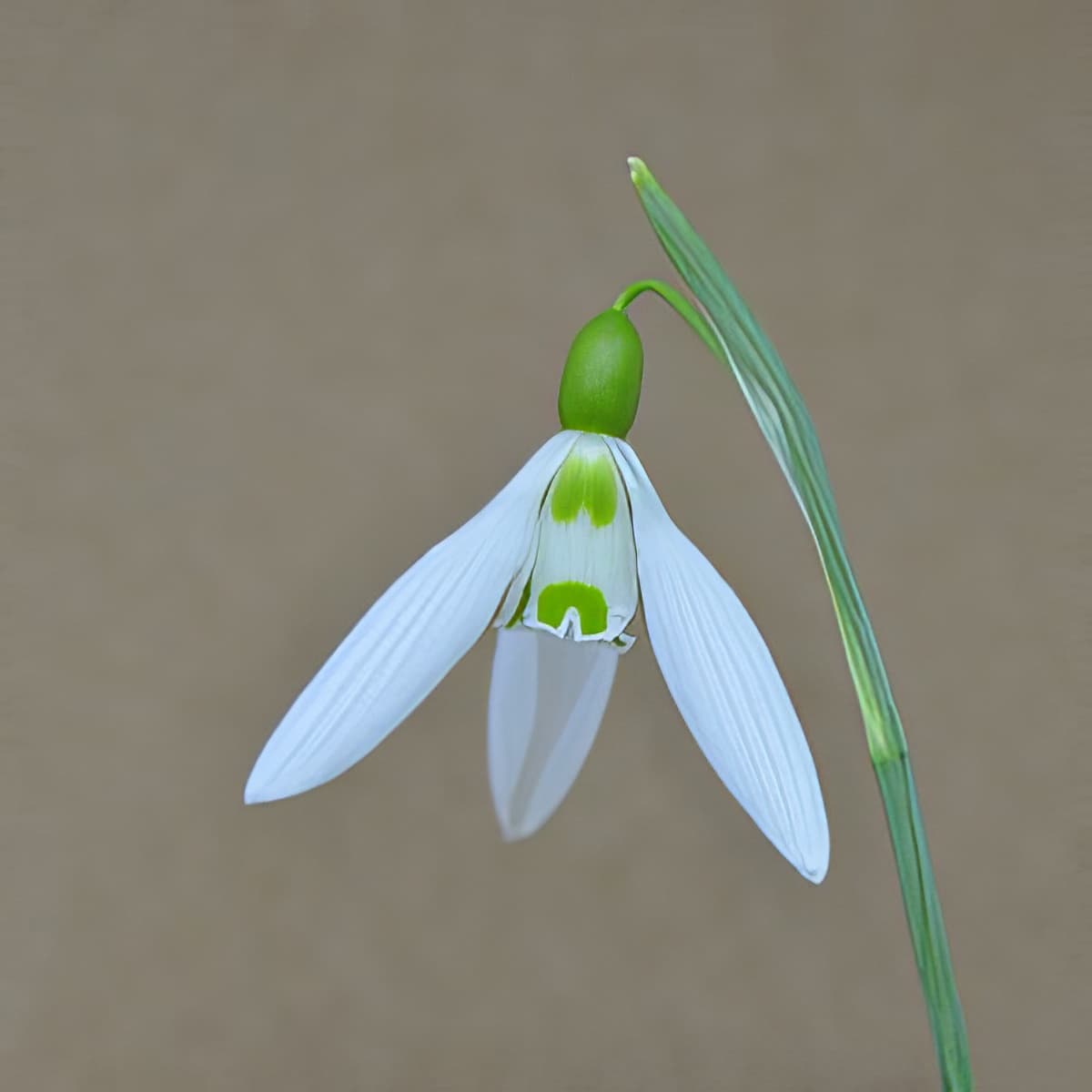Galanthus Sentinel