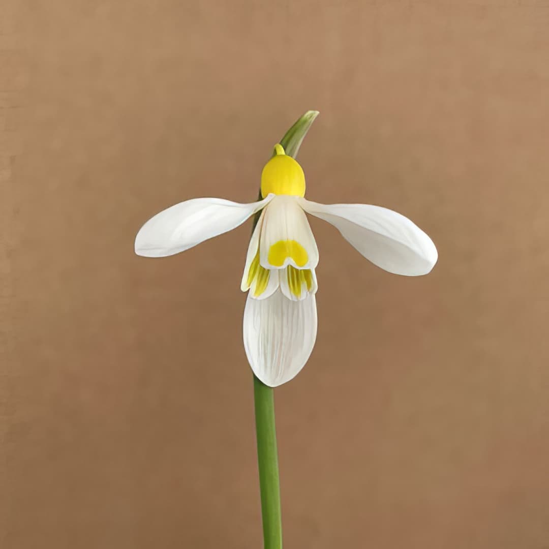 Galanthus Belvedere Gold