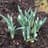Galanthus Reginae-Olgae