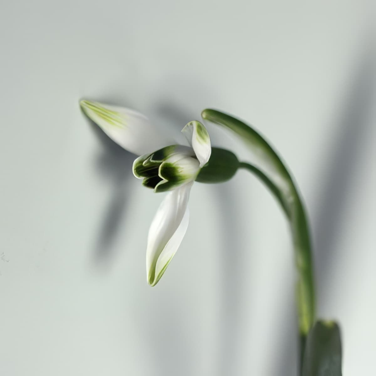 Galanthus Green Arrow