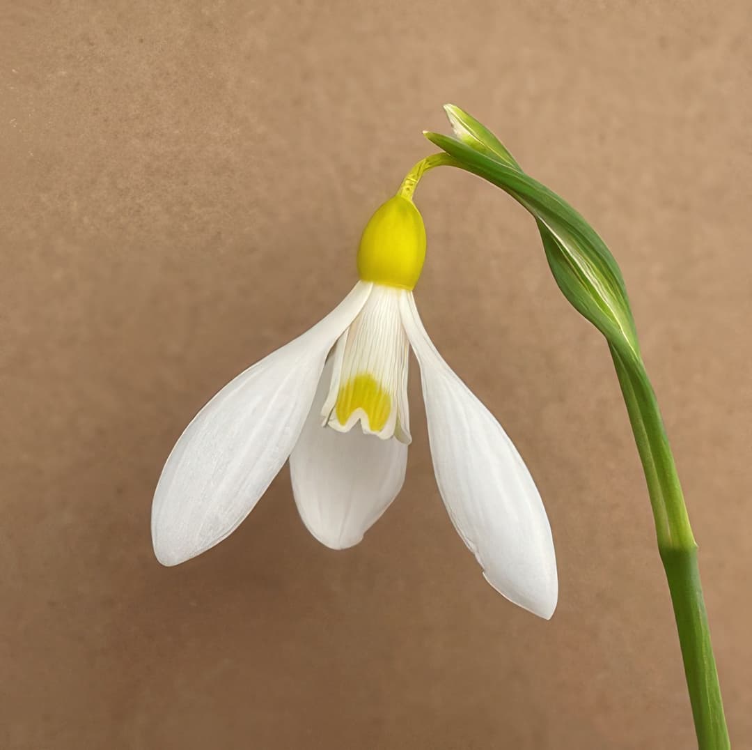 Galanthus plicatus Madeleine