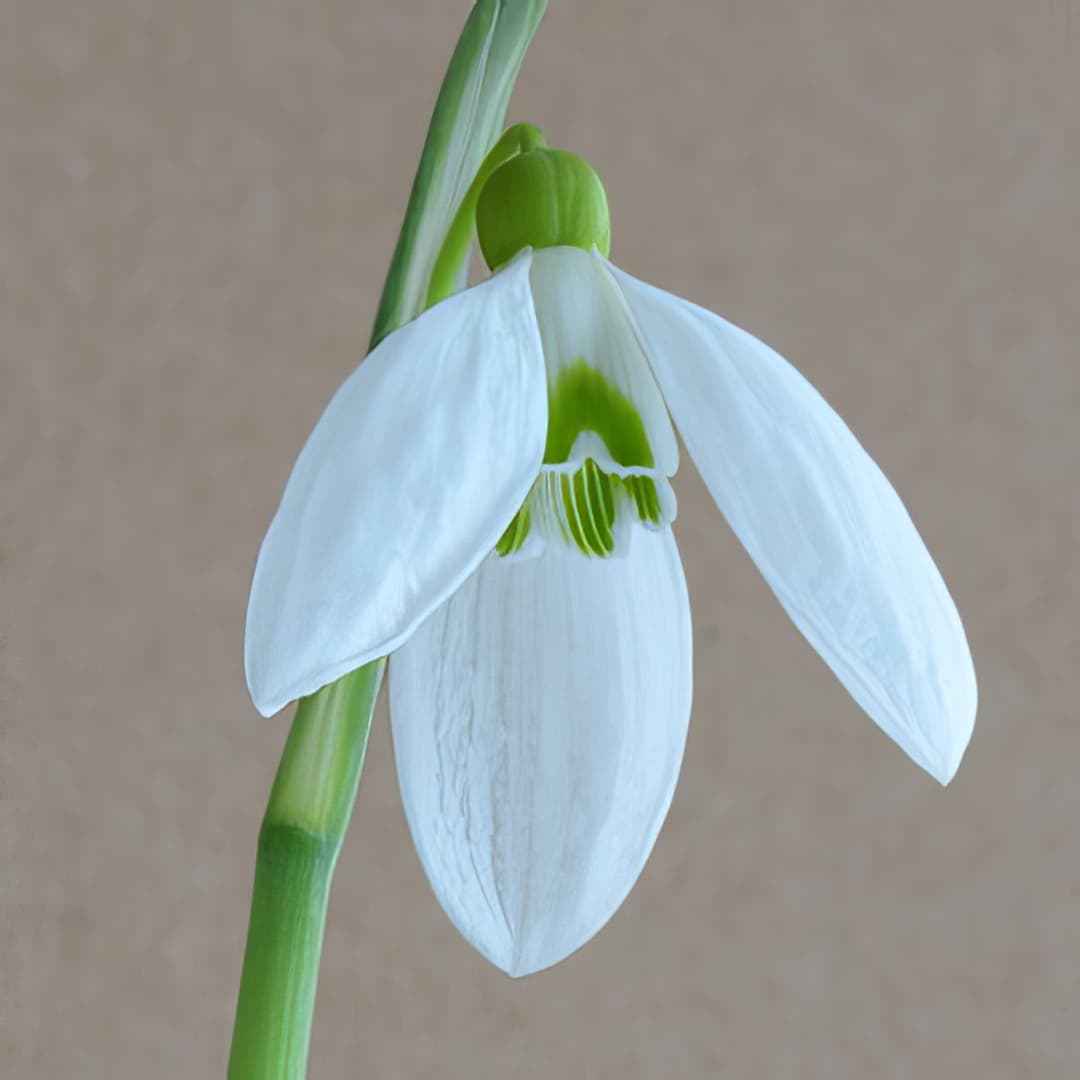 Galanthus Myddelton Giant