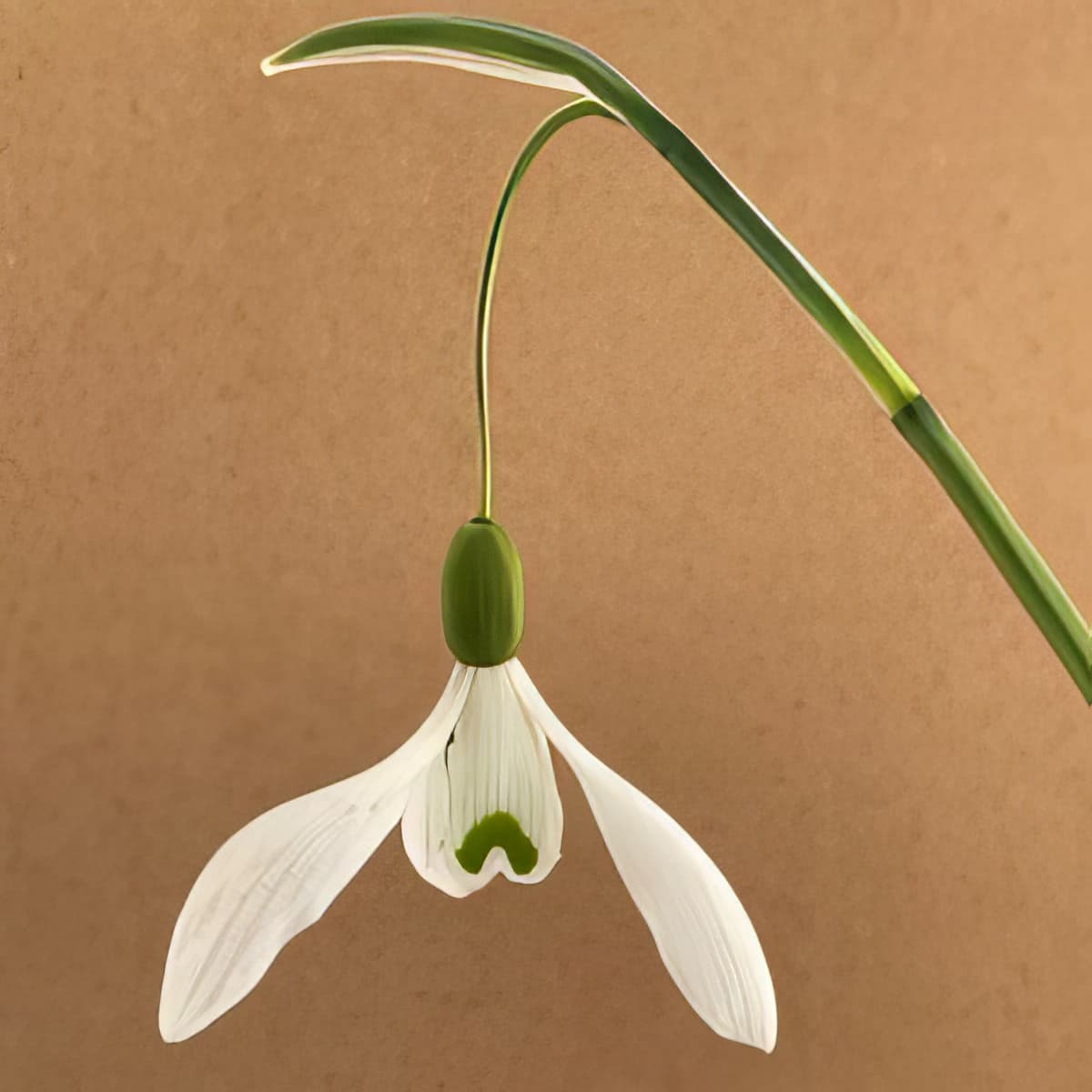 Galanthus Orleton