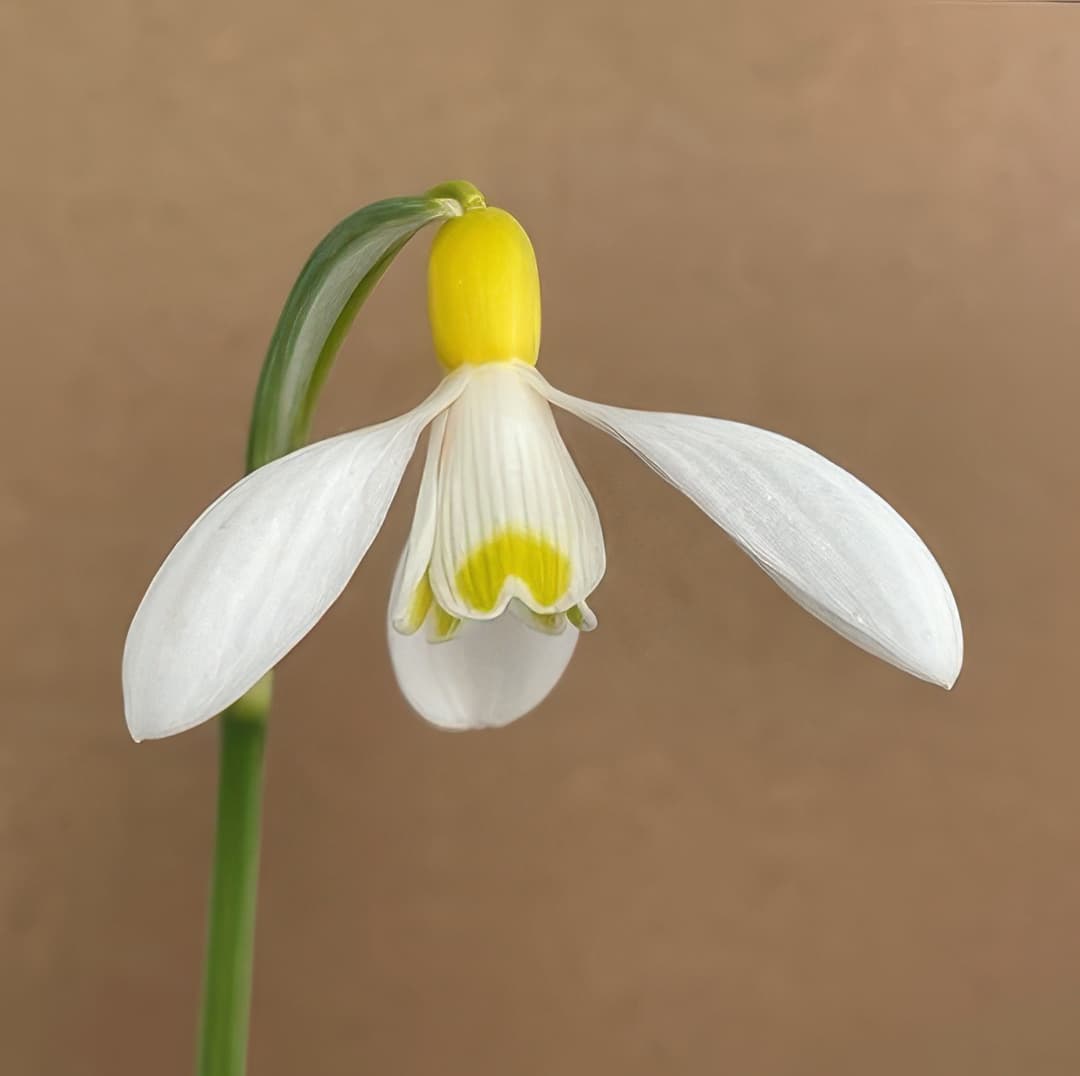 Galanthus Primrose Warburg