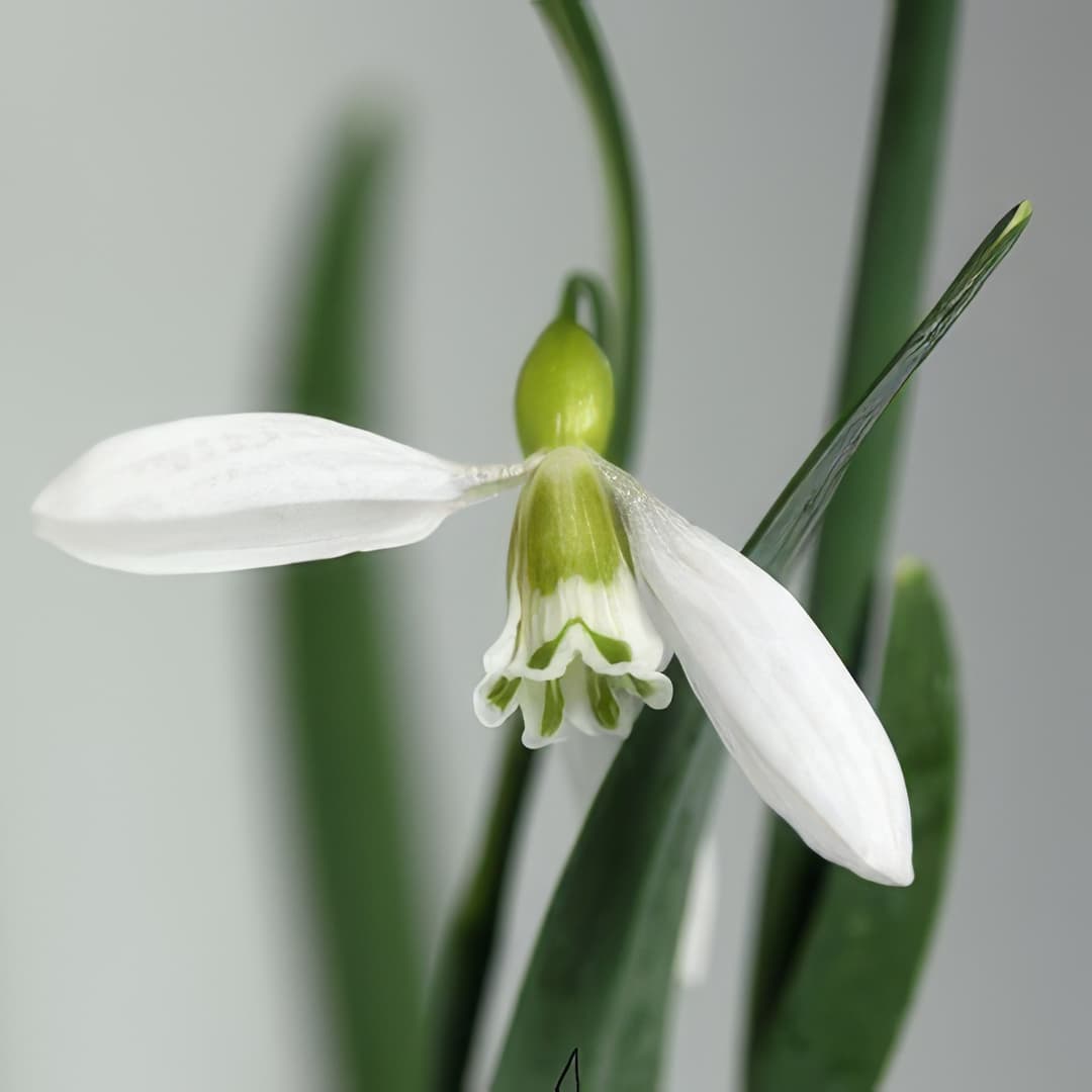 Galanthus Sutton Courtenay