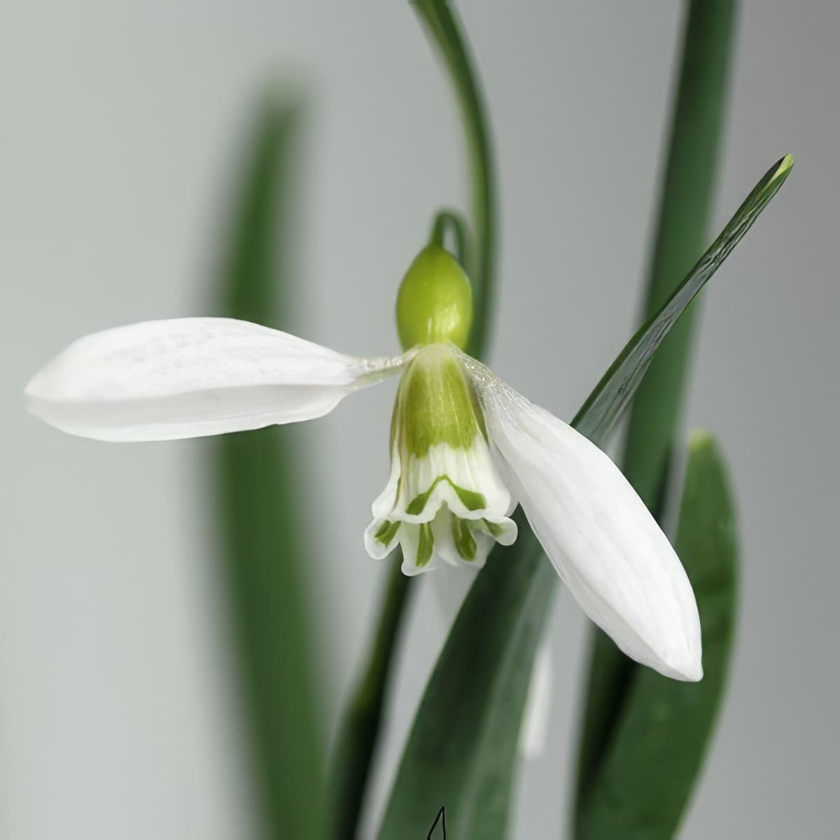 Galanthus Sutton Courtenay
