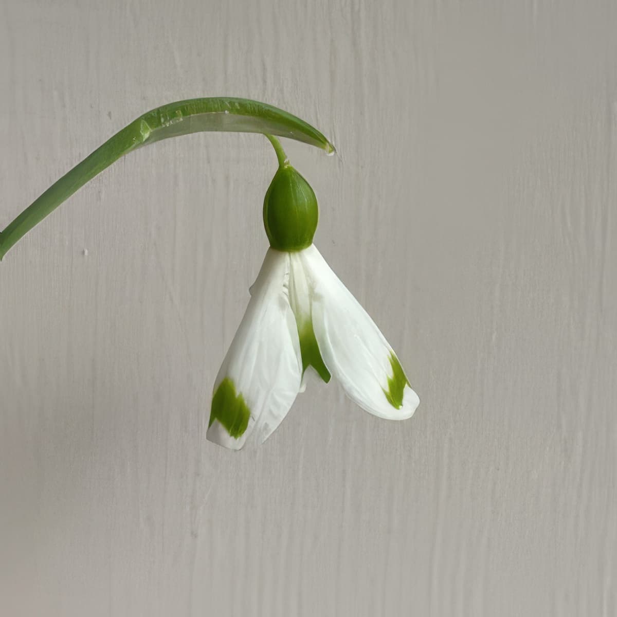 Galanthus plicatus Trymlet