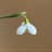 Galanthus Species