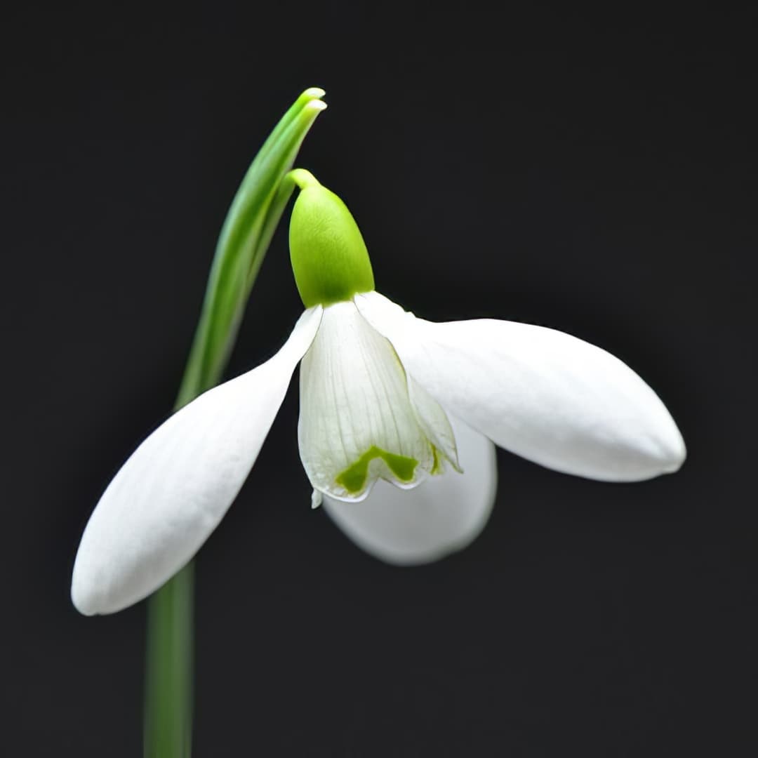 Galanthus Castlegar