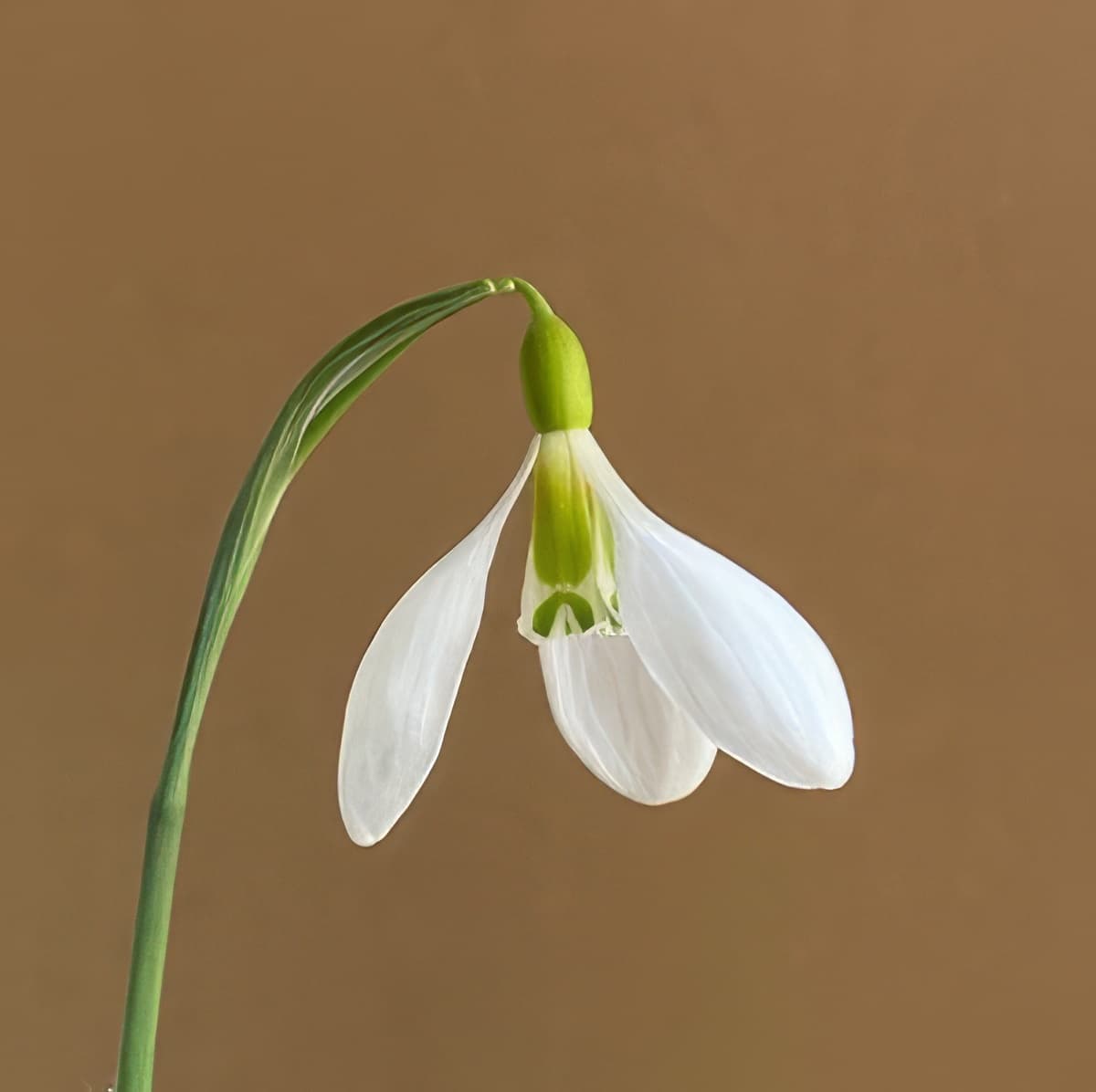 Galanthus gracilis Highdown
