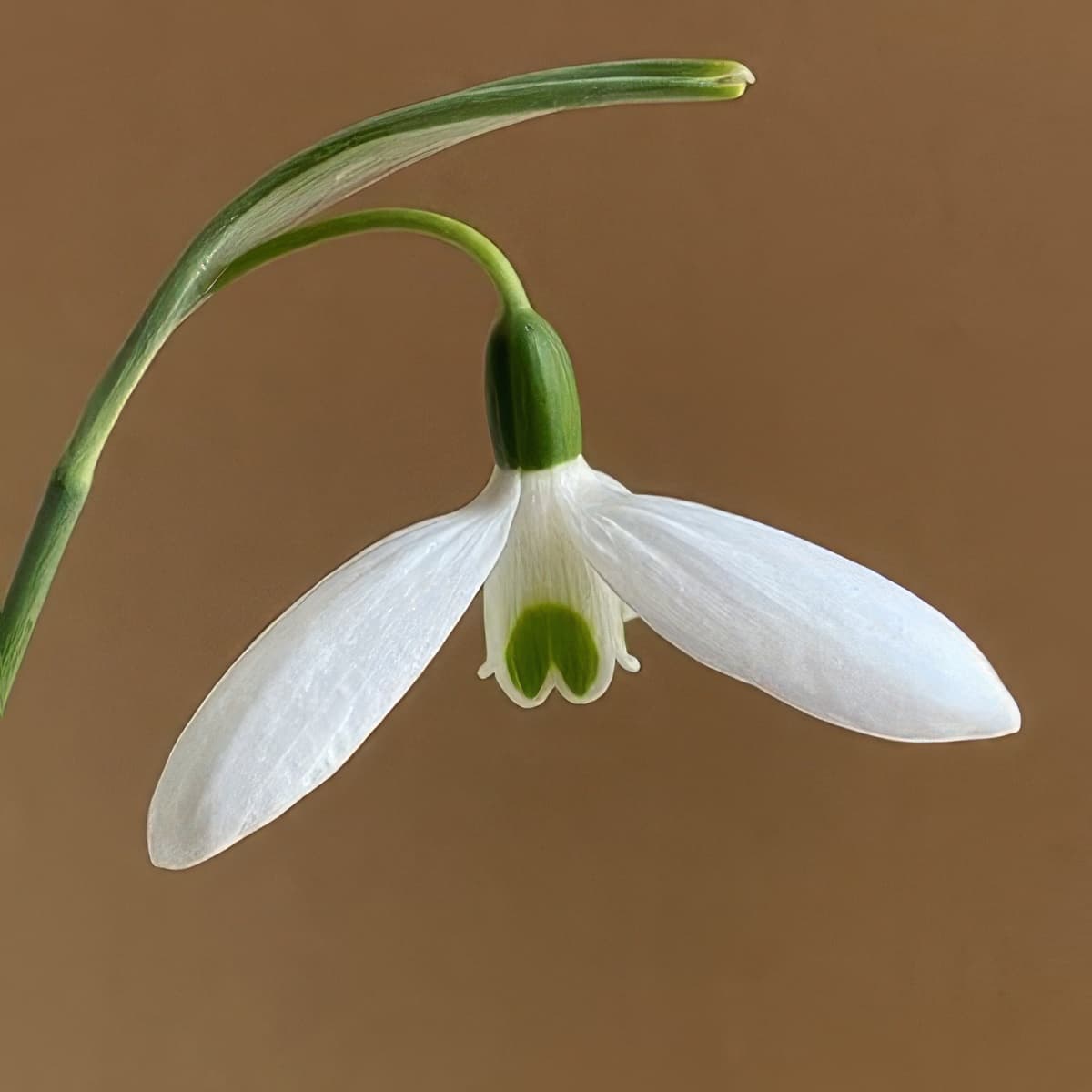 Galanthus elwesii Comet