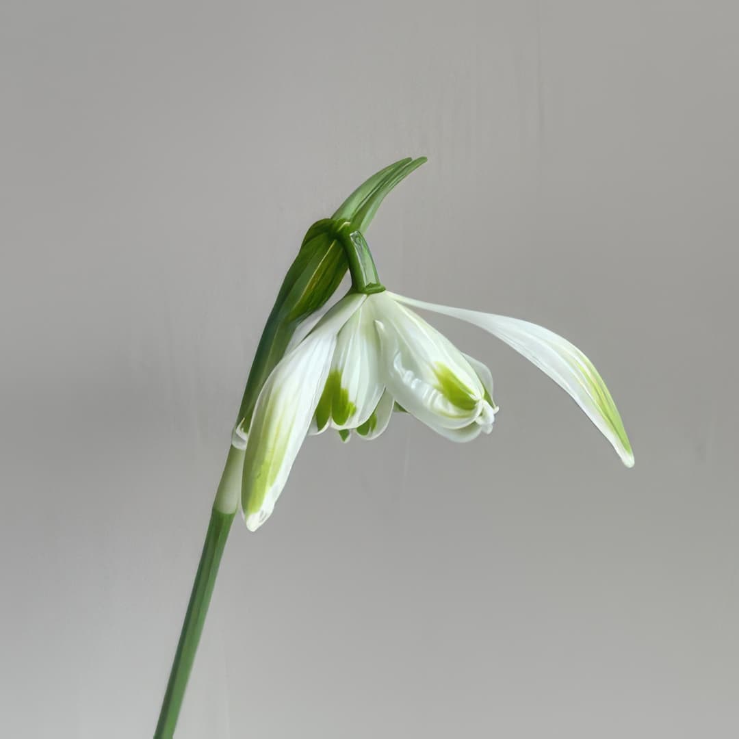 Galanthus nivalis Doncaster's Double Charmer