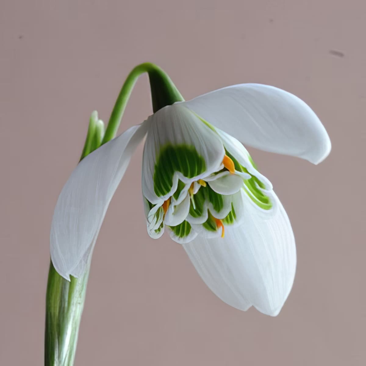Galanthus Lavinia