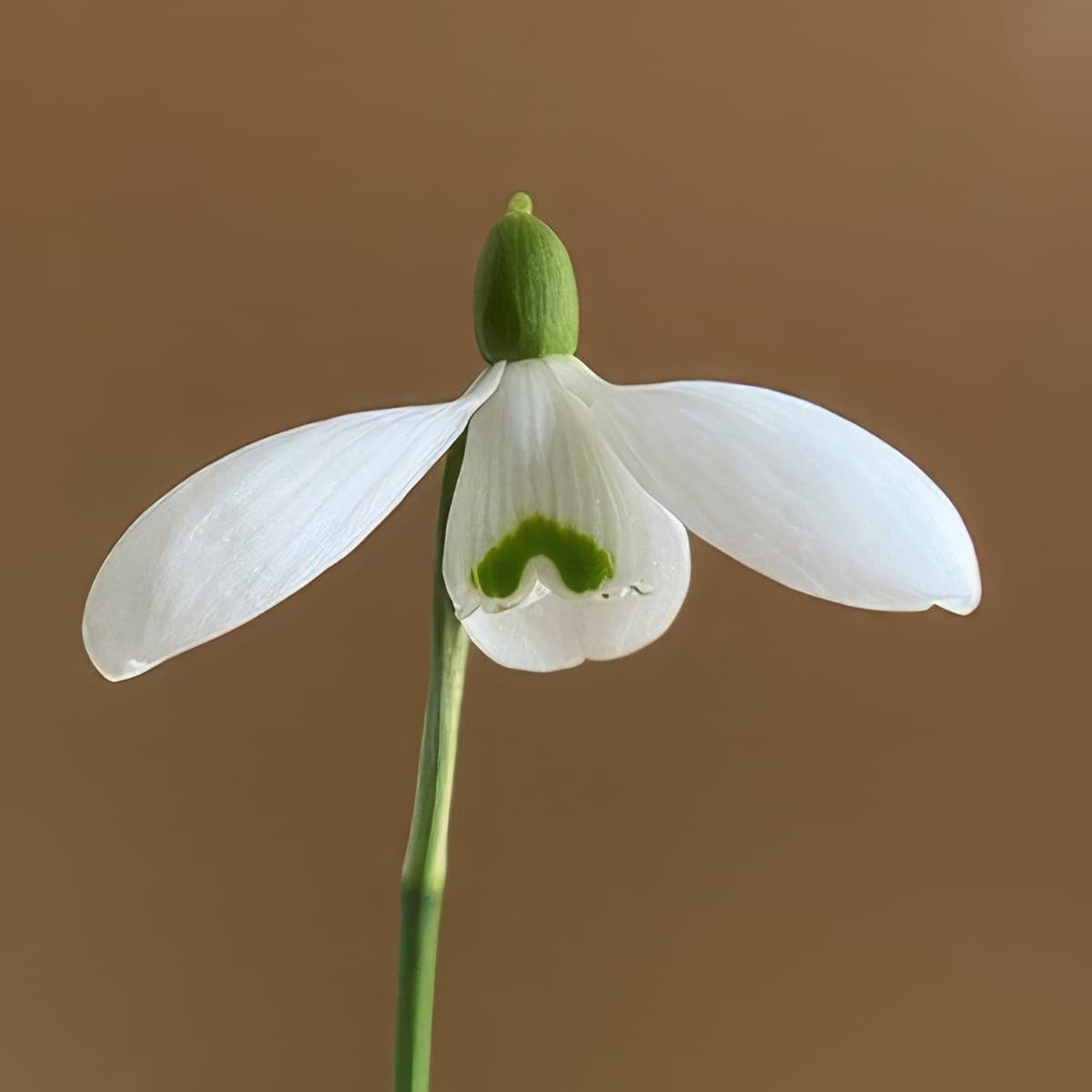 Galanthus Lerinda