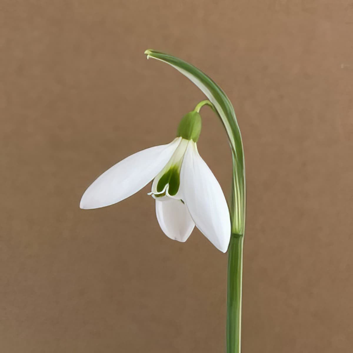 Galanthus Lyn