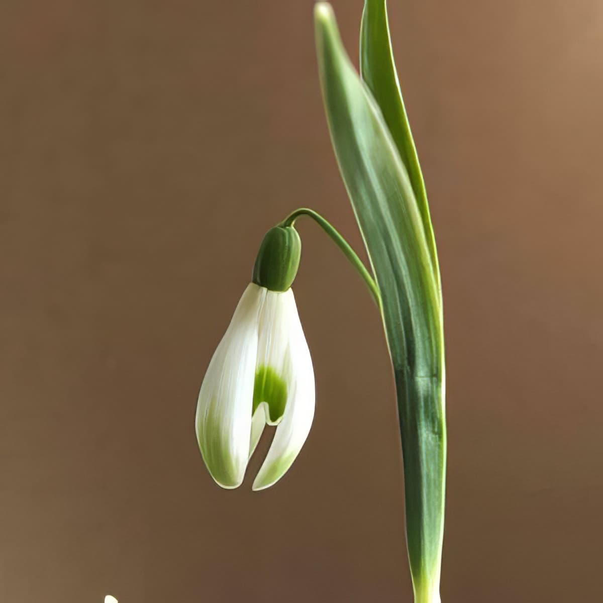 Galanthus nivalis (Scharlockii) TCH0110