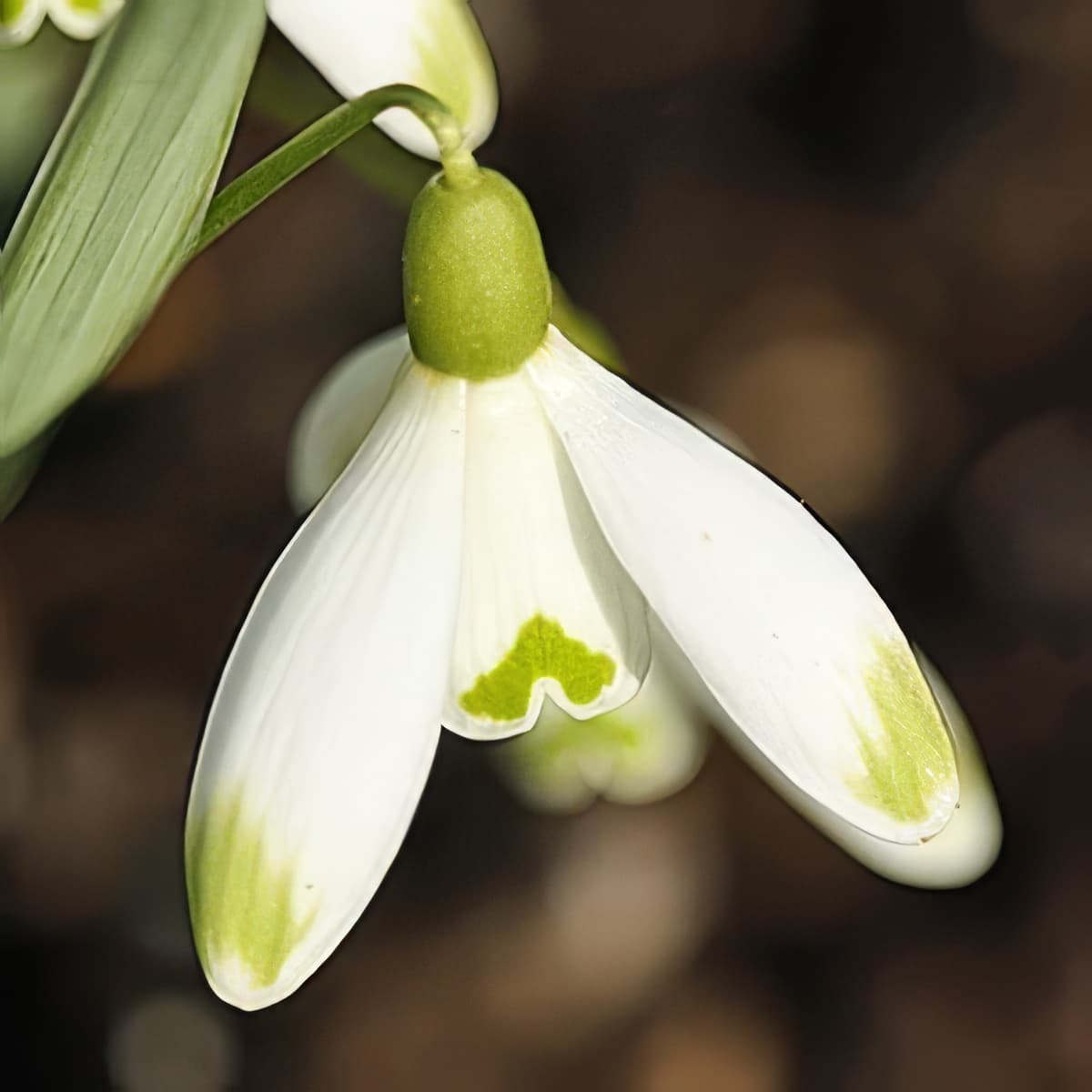 Galanthus nivalis Warei