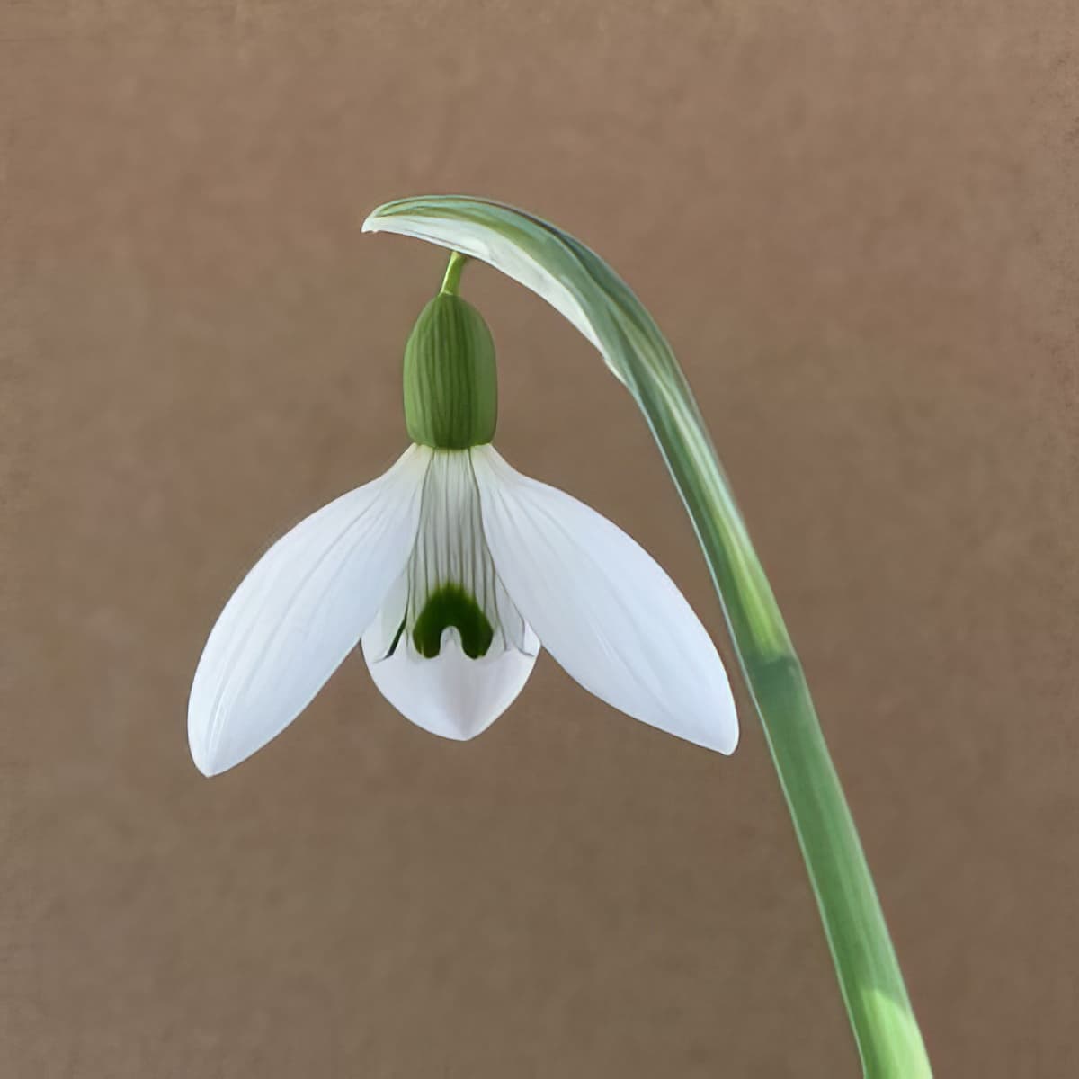 Galanthus Silverwells