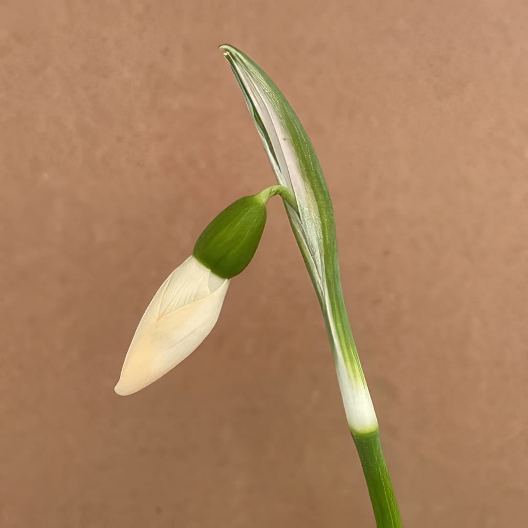 Galanthus elwesii Anglesey Orange Tip